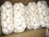 Fresh garlic, Feature : Moisture Proof, Gluten Free