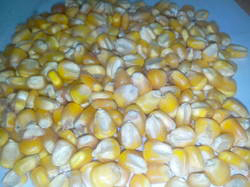 Yellow Corn