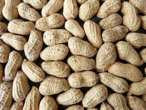 Groundnut, Country of Origin : India