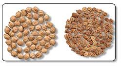 Chickpeas, Application : Cooking, Salads, Snacks