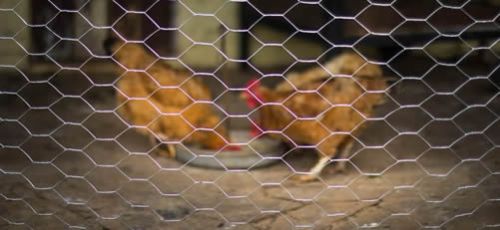 Stainless Steel Chicken Wire