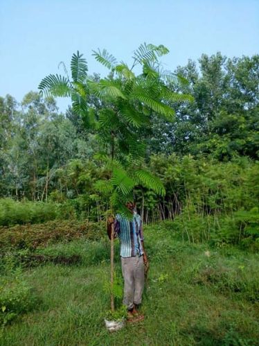 Delonix Regia Plants