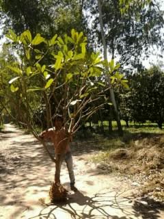 Plumeria Alba Plants