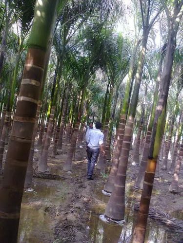 Royal Palm Plants, For Decoration, Garden, Nursery, Feature : Eco-friendly