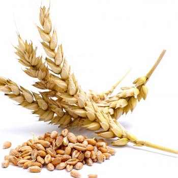 Wheat seeds, Number Of Flower : Sharbati