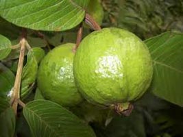 Fresh guava, Usage : Sweet