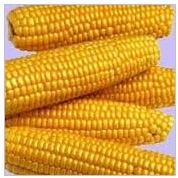 Yellow Maize