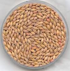 Barley, Cultivation Type : Natural