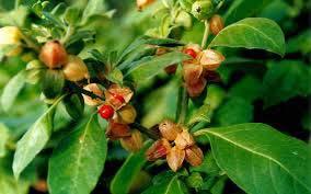 Ashwagandha Herbs