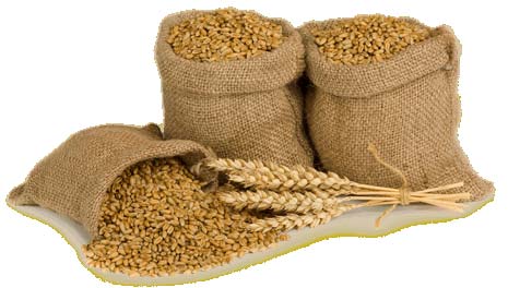 Wheat seeds, Cultivation Type : Natural