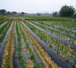 Biodegradable Mulch Film, Feature : Perfect Finish.