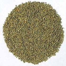 Bajra (millet)