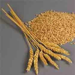 Wheat, Material : Organic Wheat