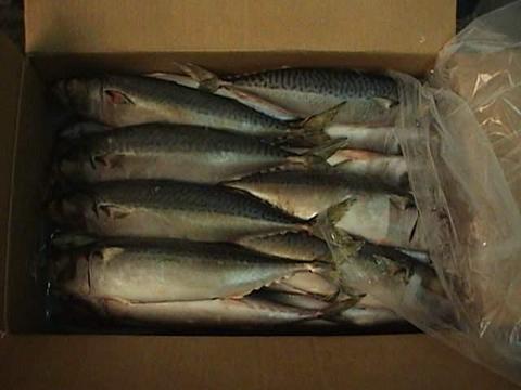 Frozen Mackerel Fish