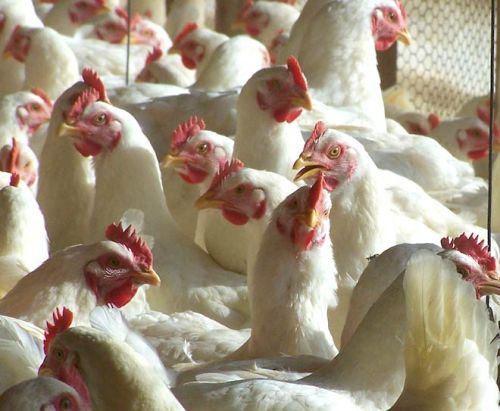 Chicken Feet, Storage Condition : Frozen