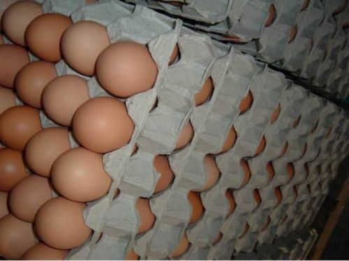 Fresh Table Eggs