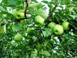 Fresh Green Golden Delicious Apples