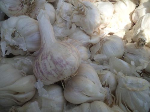 Fresh Garlic