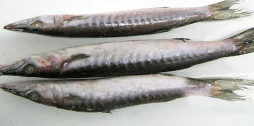 Frozen Barracuda Fish