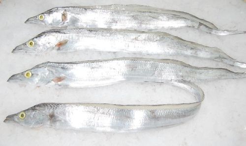 Frozen Ribbon Fish