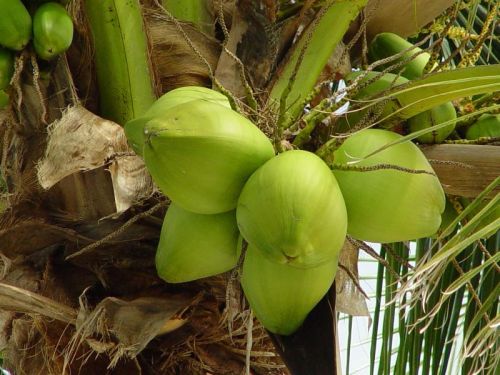 Tender Coconut