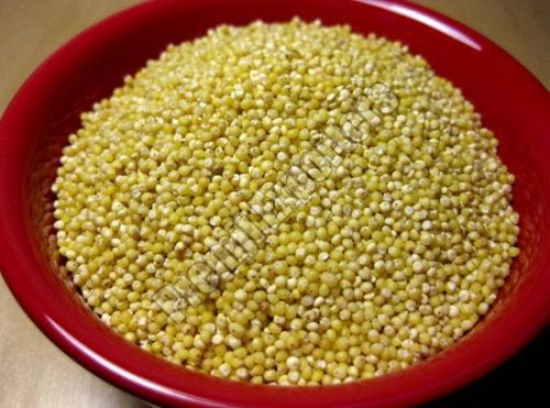 Pearl Millet Seeds