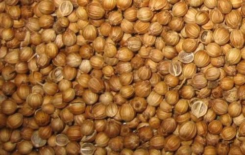 Coriander seeds, Packaging Type : Plastic Bag