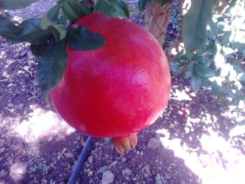 Pomegranate