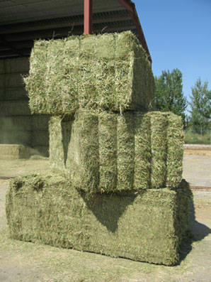 Alfalfa hay bales