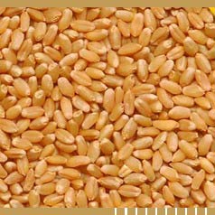 Wheat Seeds