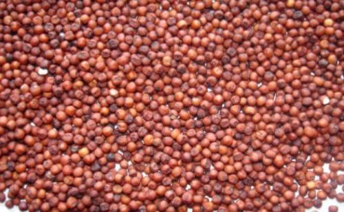 Finger millet seeds, Packaging Type : Jute