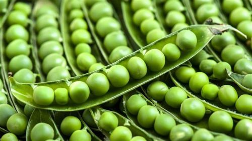 Fresh Green Peas, Application : Cooking
