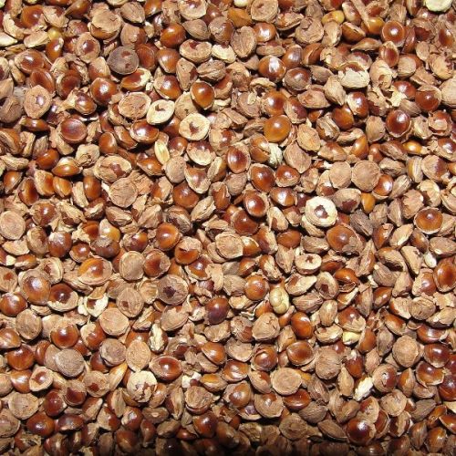 Kodo Millet Seeds