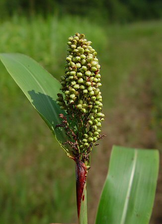 Sorghum Seeds, Moisture : 10%