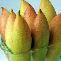 Totapuri Mango