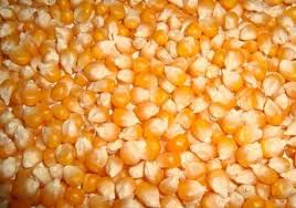 Yellow Corn For Human Consumption