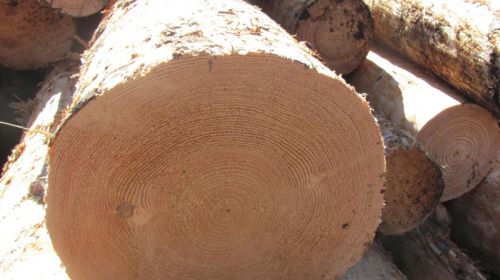 Southern Yellow Pine Logs, Shape : Round