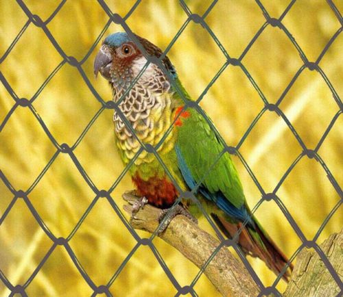 Chain Link Fence, Mesh Size : 50 mm, 75 mm