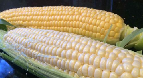 Yellow & White Corn