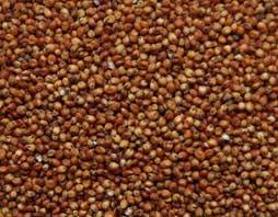 Sorghum Seeds