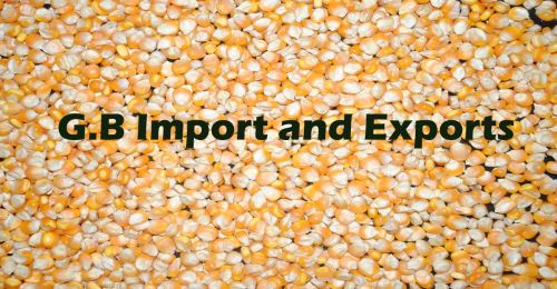 Yellow corn, Speciality : Organic