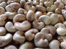 Natural Raw Cashew Nuts, Certification : SGS for Consumption