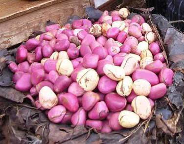 Pink Kola Nuts, Condition : Excellent