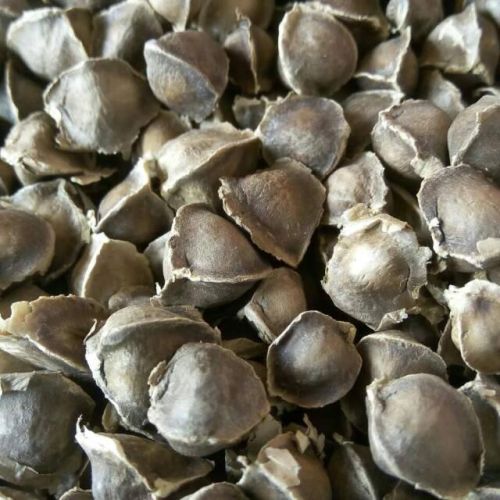 Moringa seeds, Form : 200kg, Extraction Type : Natural