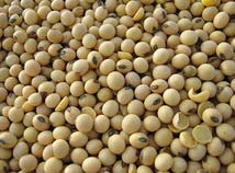 Common Soybean Seeds, Packaging Type : Cream
