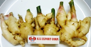 Fresh ginger, Cultivation Type :Organic
