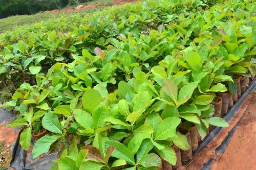 Saag (Teak Wood) Plants