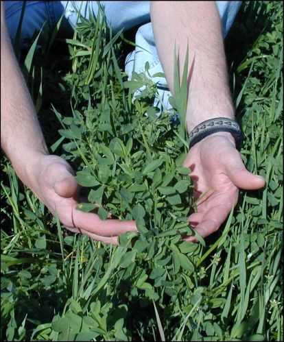 Fodder Seeds