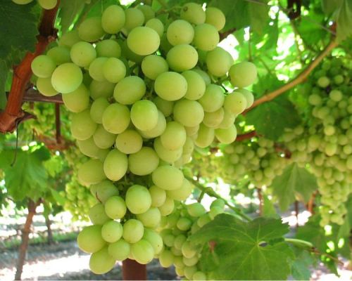 Fresh Grapes