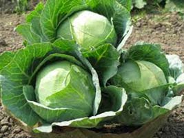 Fresh cabbage, Cultivation Type : Organic